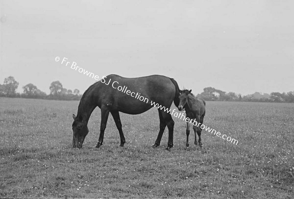 HEADFORD HOUSE  MISS ELIZABETH CLARKE WITH THOROUGHBRED MARES AND FOALS